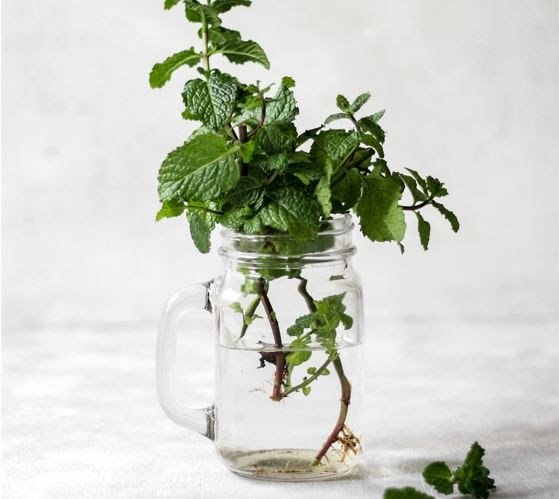 7 beneficios del aceite esencial de menta en pieles grasas